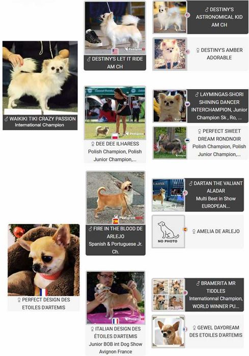 MOSCHINO Crazy Passion FCI - maleńki długowłosy chihuahua