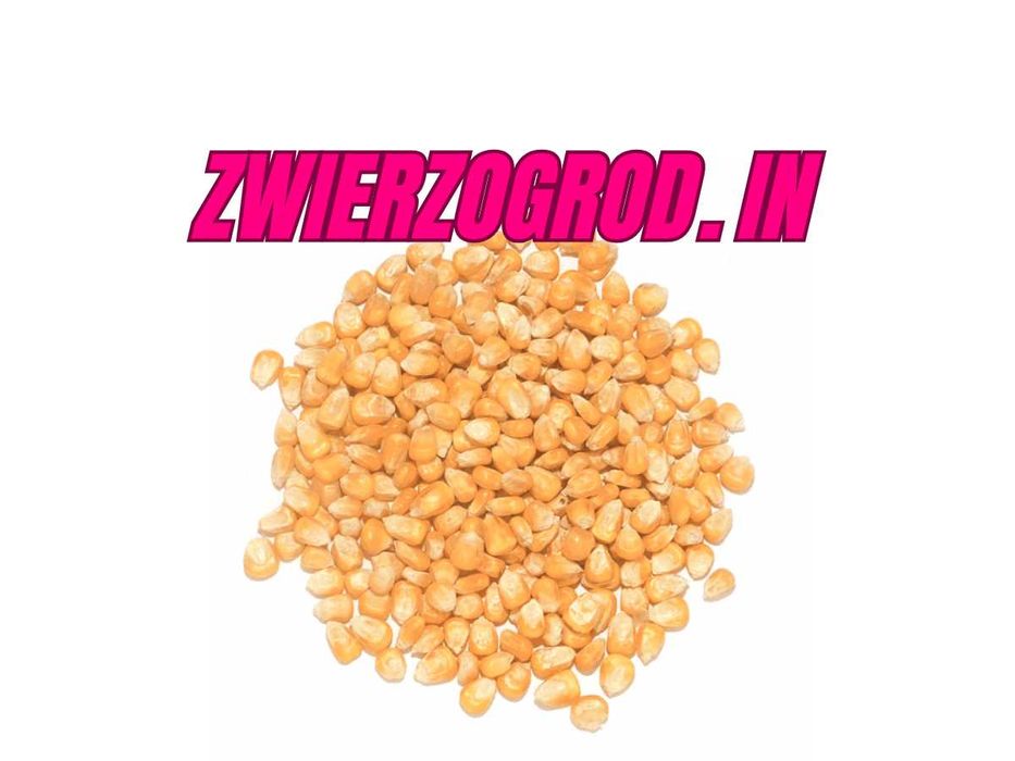Kukurydza drobna dla gołębi drób Królik 25 kg --> VetZwierzogród < --