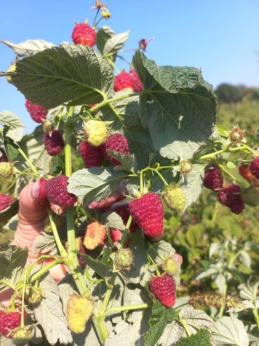 Продам саджанці ремонтантної малини