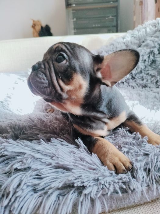 Bulldog francês  fêmea excelente