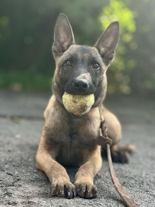 Цуценята бельгійскої вівчарки
