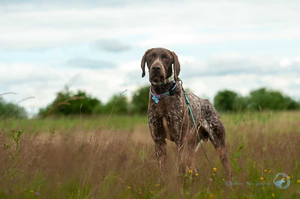 Elvis w typie wyżeł niemiecki krótkowłosy do adopcji