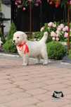 Golden Retriever ZKwP FCI  suczka gotowa do odbioru