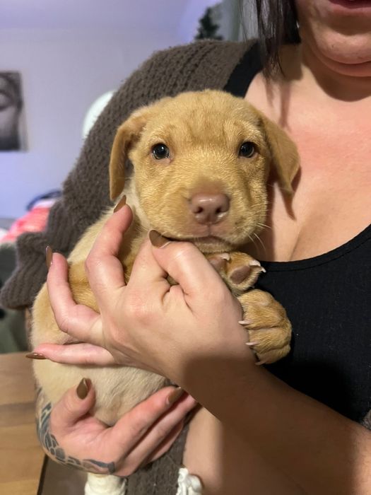 Adoção responsavel