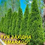 Саджанці туї смарагд колоновидна самшит