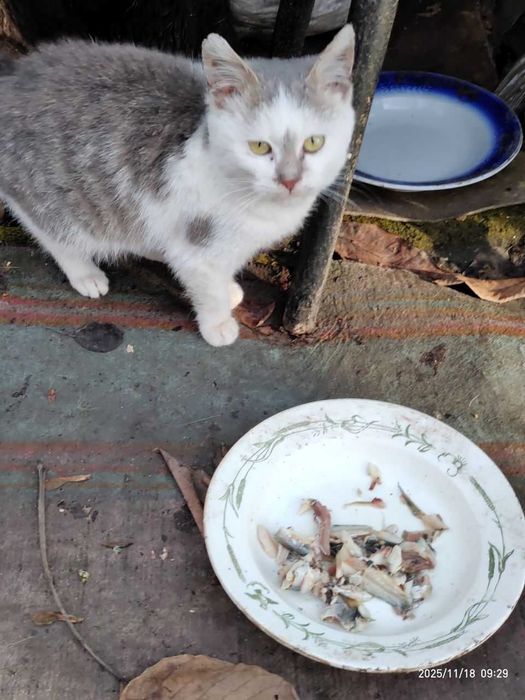 БЕЗКОШТОВНО віддамо в добрі руки кошенятко Сміла