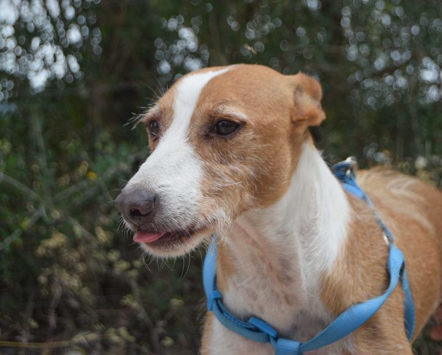 Mingo - cão médio para adoção