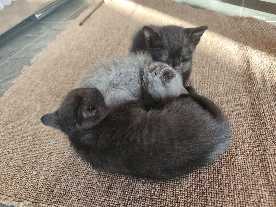 Котенята бомбейської породи, безкоштовно