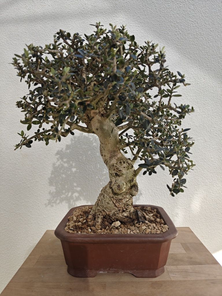 Bonsai de Oliveira 

- Espécie: Olea europaea 'sylvestris'
- Tamanho: