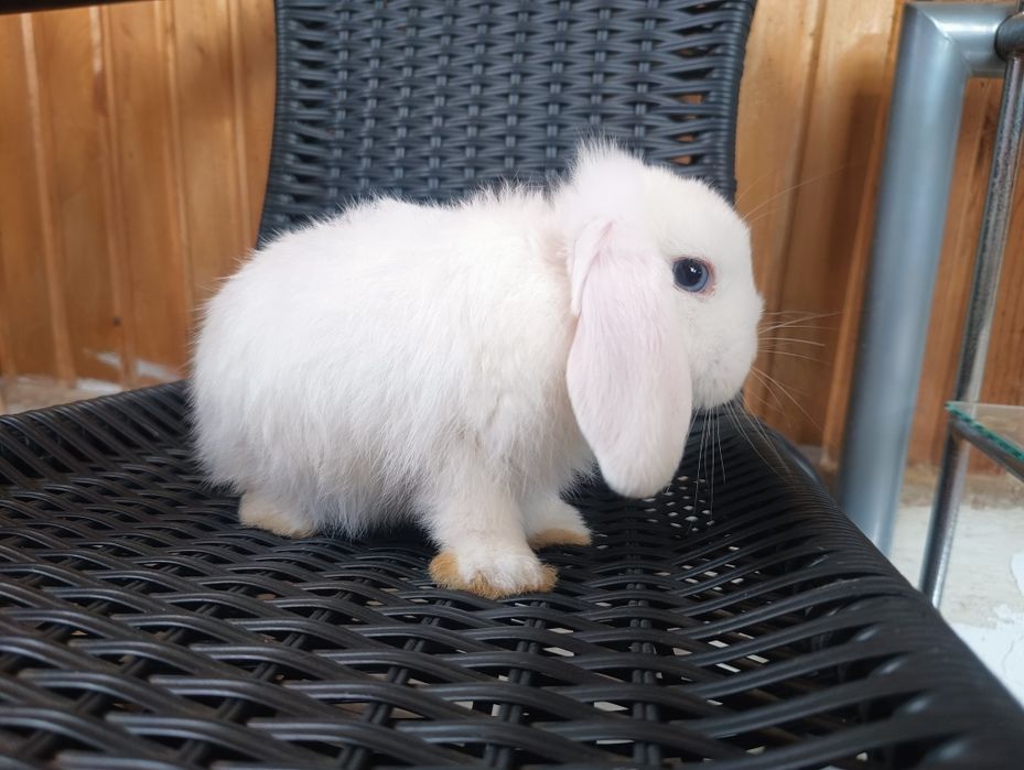 Króliki mini lop białe
