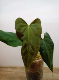Anturium Anthurium papillalinum 'Marie' x flat sinus FSxRL