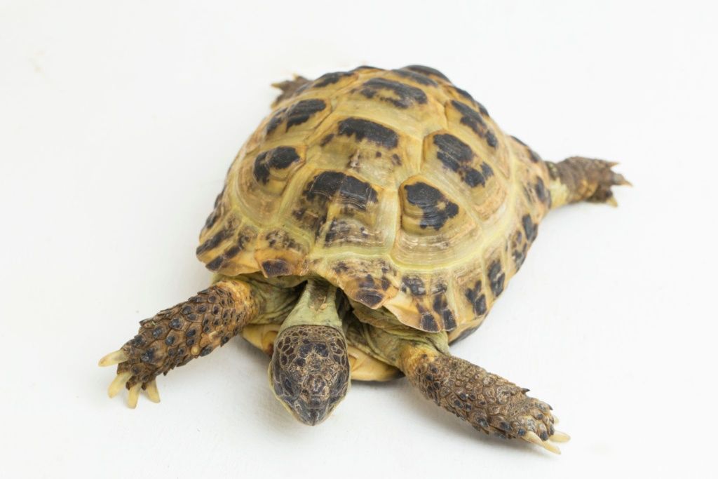 Сухопутные черепахи разных видов
В продаже молодые особи разных видов