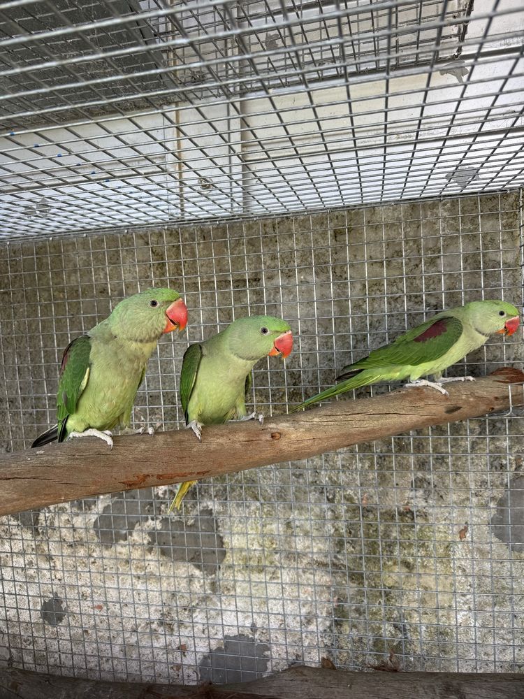 Varias aves domesticadas