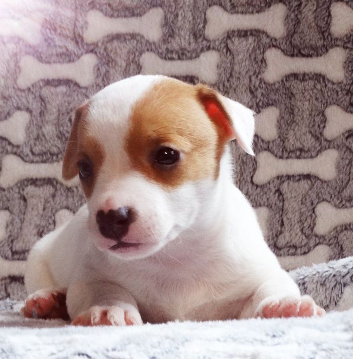 Jack russell Terrier suczka z rodowodem