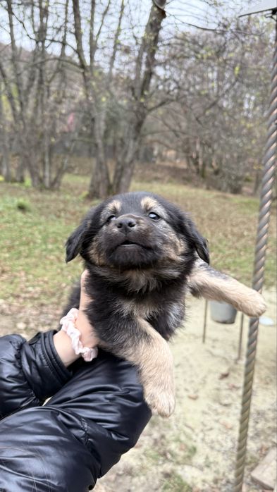 Песики манюні шукають дім