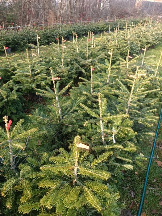 Jodły Kaukaskie Donica Hurt Detal