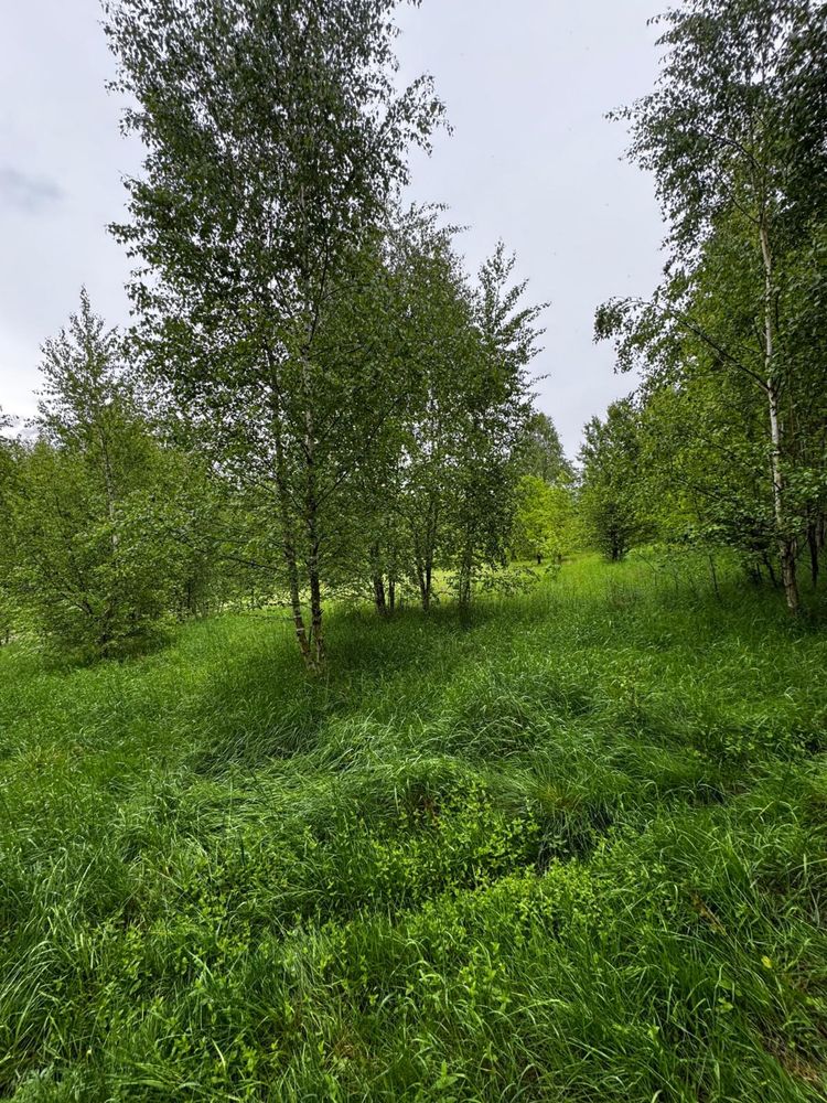 Czyszczenie dzialek , koszenie trawy, wycinka
