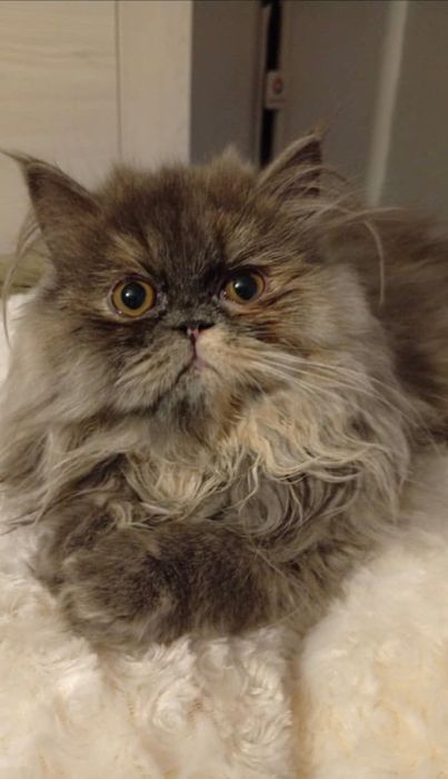 Sprzedam kotkę perską z własnej hodowli domowej SMERFOWY RAJ