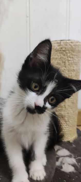 Котята, котенок, девочка, котики, рождены   09.08.2025