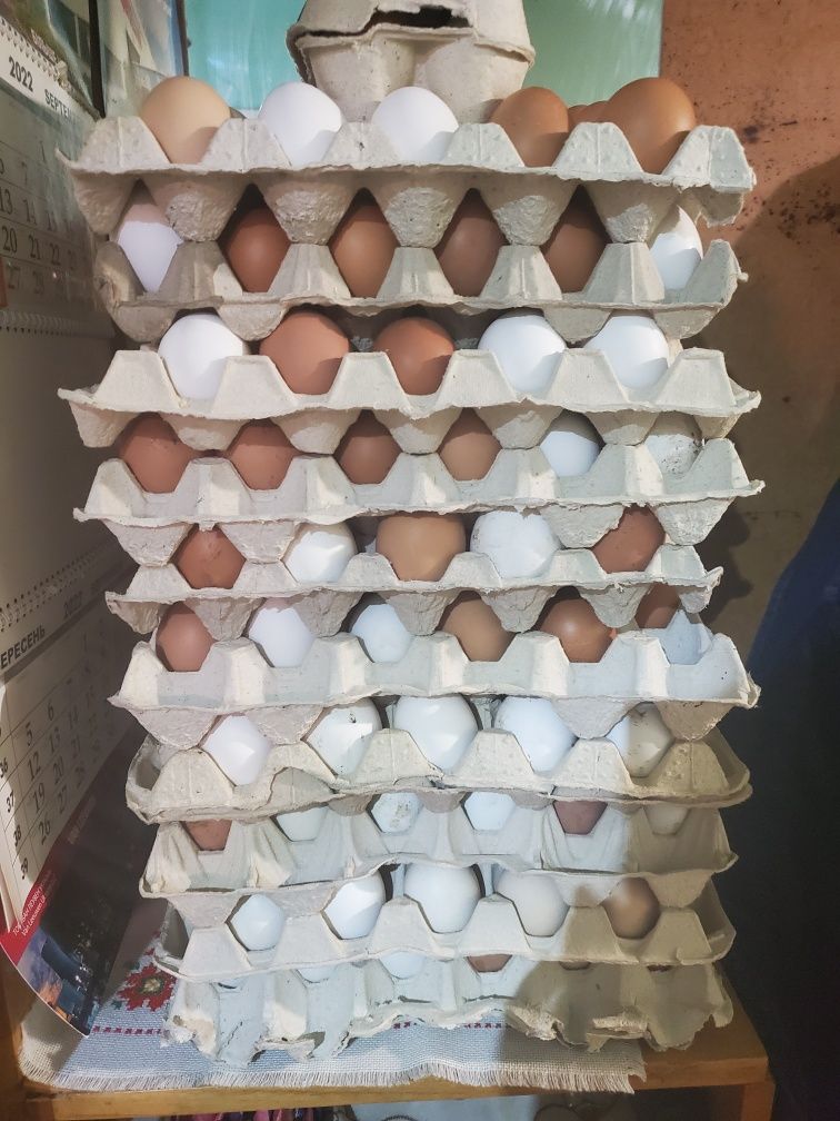 Домашні свіжі яйця під замовлення