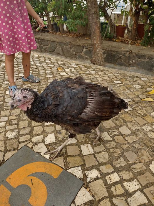 Vendo perua de estimação muito inteligente
