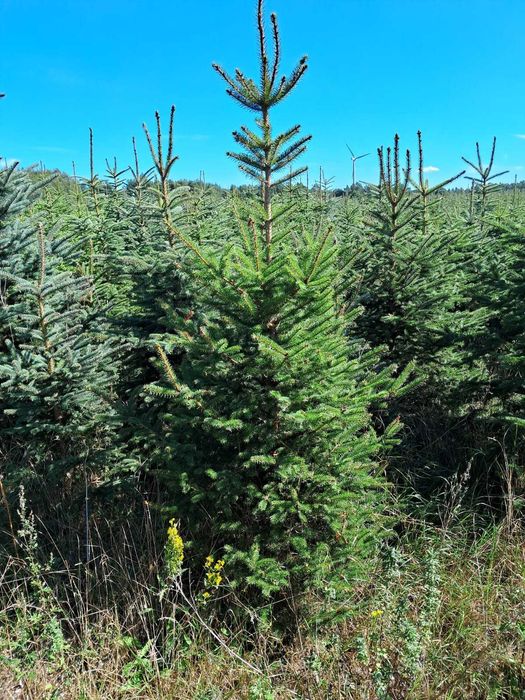Świerk srebrny choinki 150 cm 250 cm