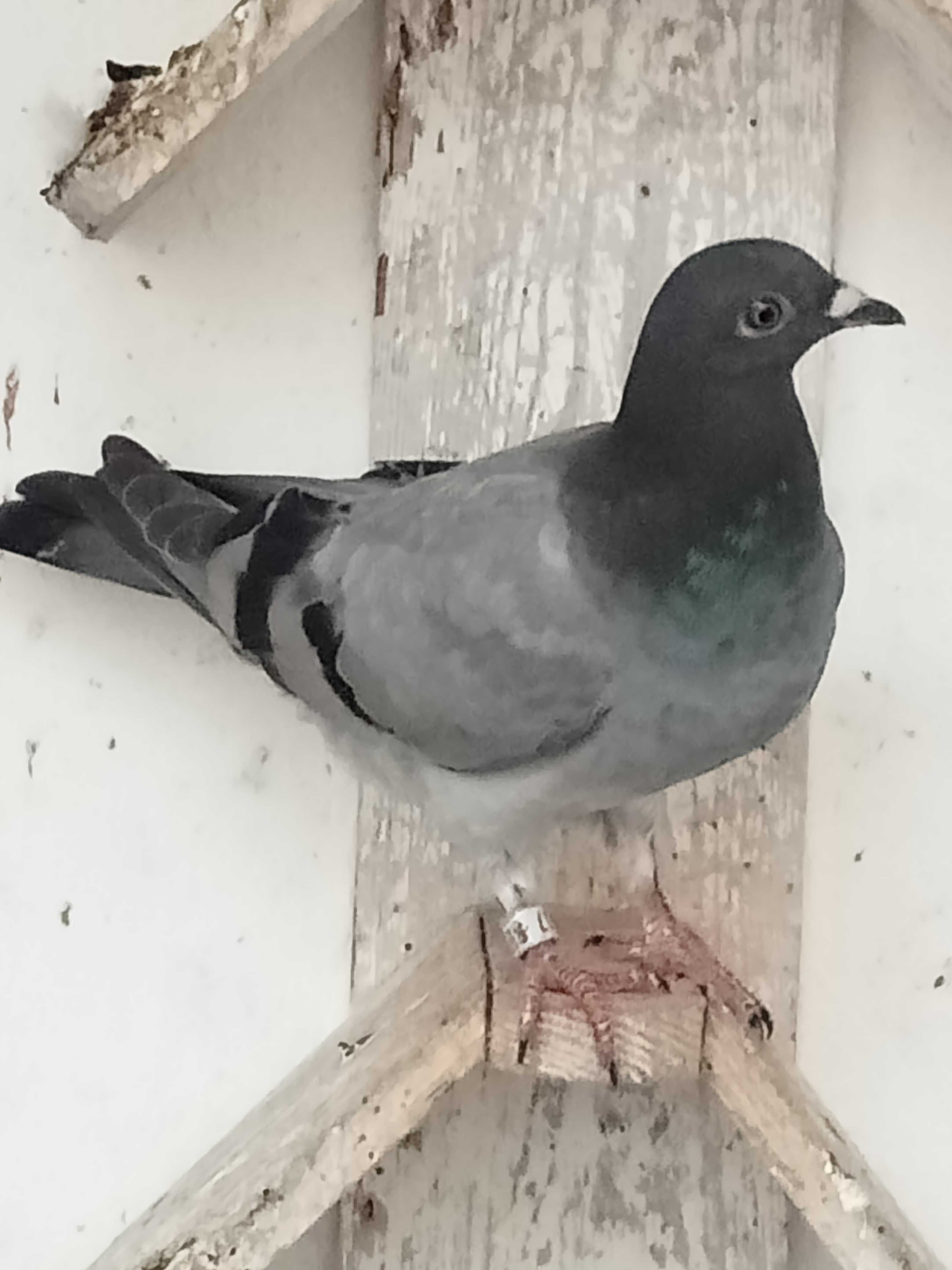 Lindo pombo correio linha de fundo