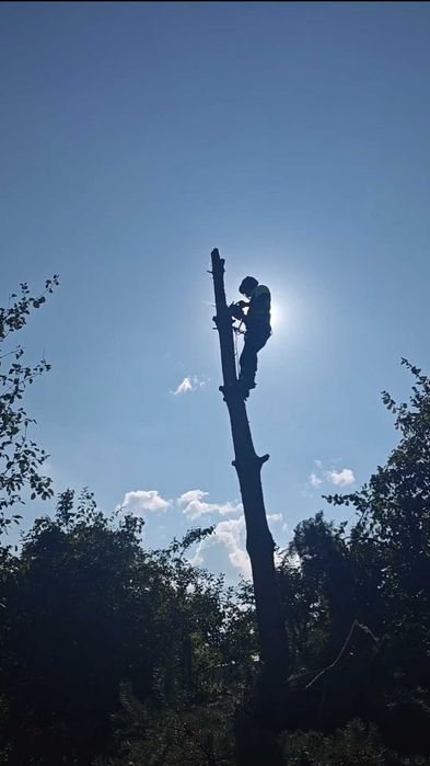 Wycinka drzew arborysta przycinka prace wysokościowe odśnieżanie