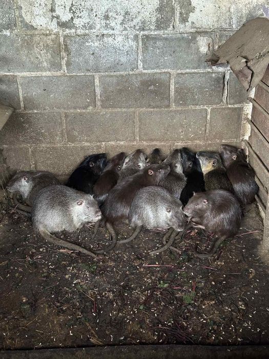 Продам свіжу нутрію