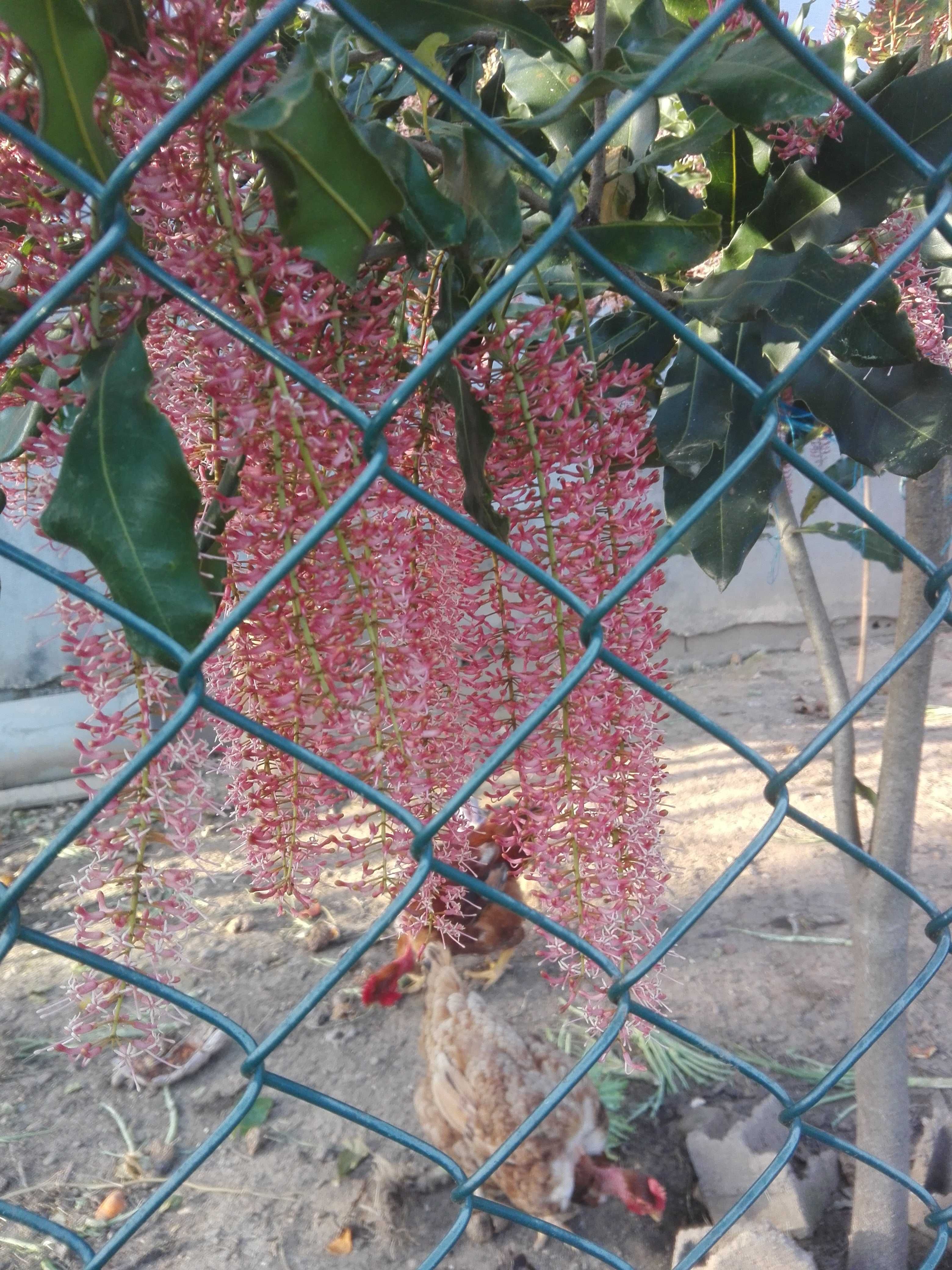 Macadamias em flor