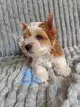 ZEUS piesek Blue Diamond Yorkshire Terrier York