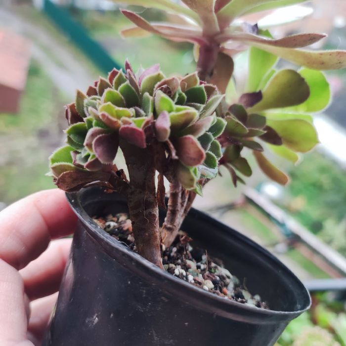 Аеоніум aeonium fiesta var