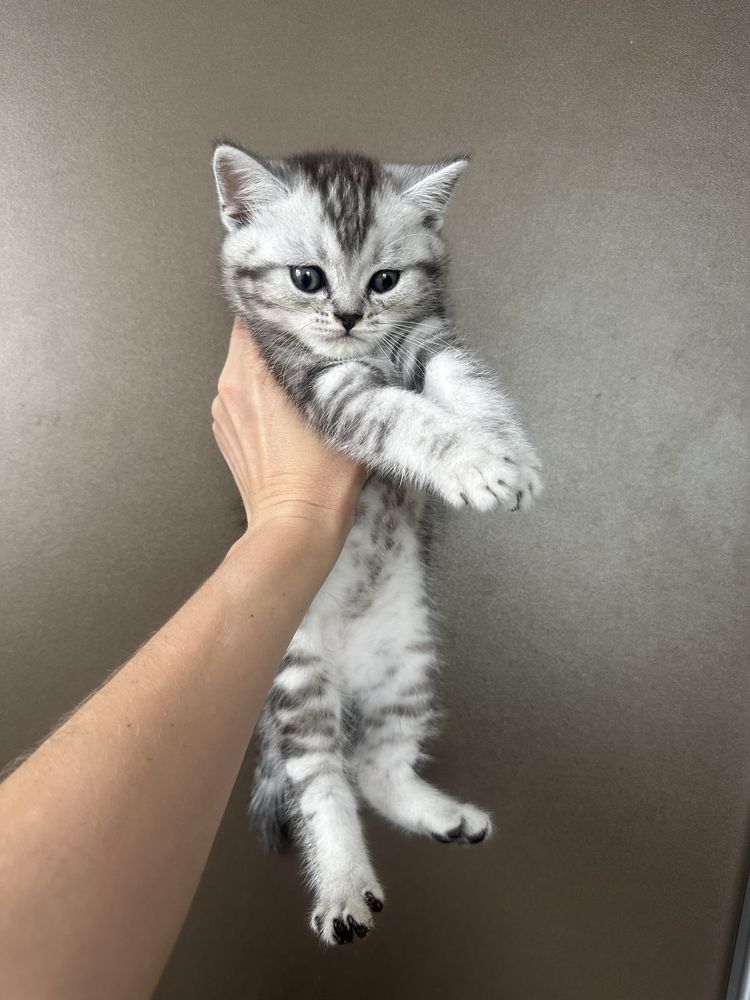 Шотландські котята
