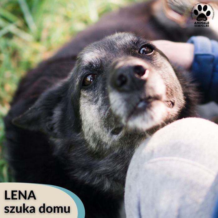 8 letnia Lena szuka domu!