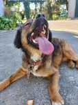 Cachorrinha para Adoção muito responsável