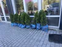 Туя Західна Смарагд Thuja occidentalis Smaragd