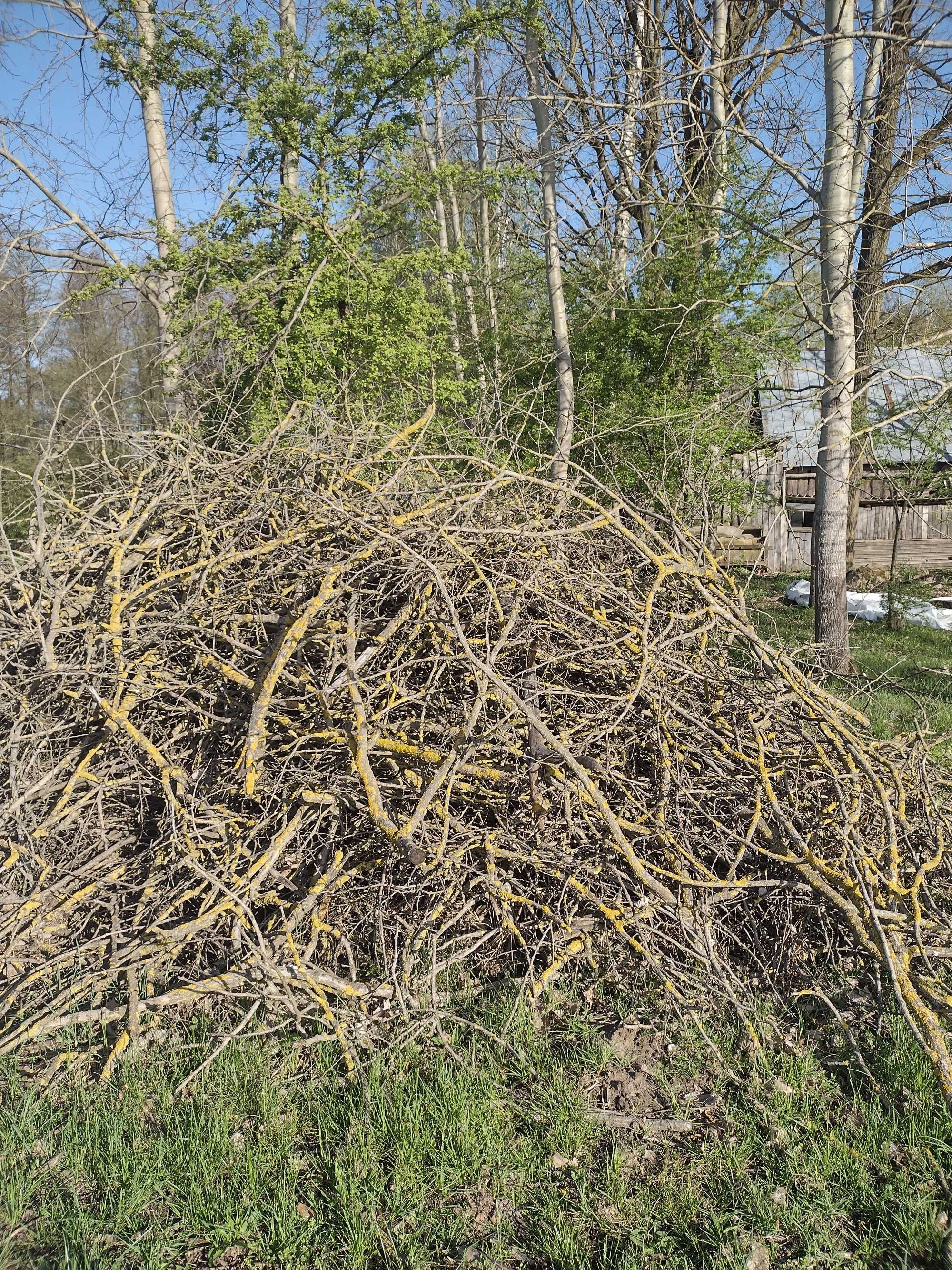 Oddam za darmo gałęzie z 60m3 olch