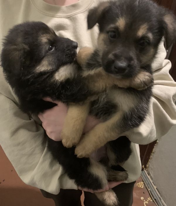 Цуценята щенки хлопчик дівчинка