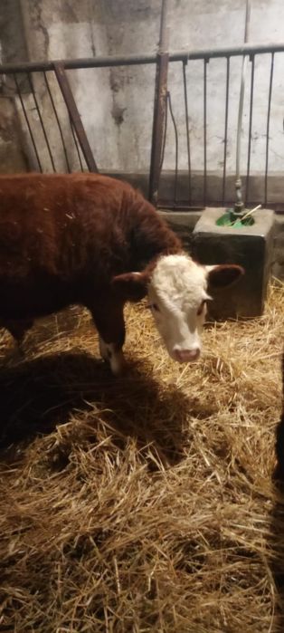 Sprzedam byki rasa Hereford