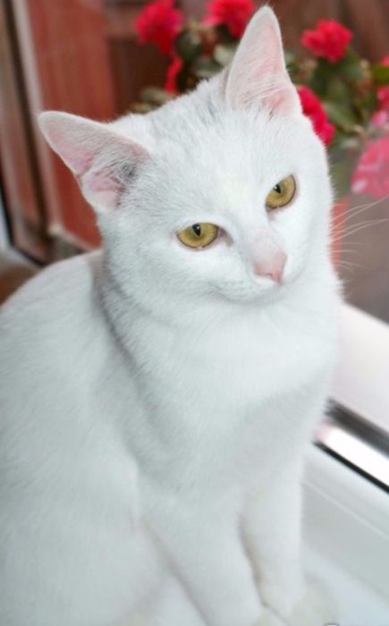 Кошечка девочка белая