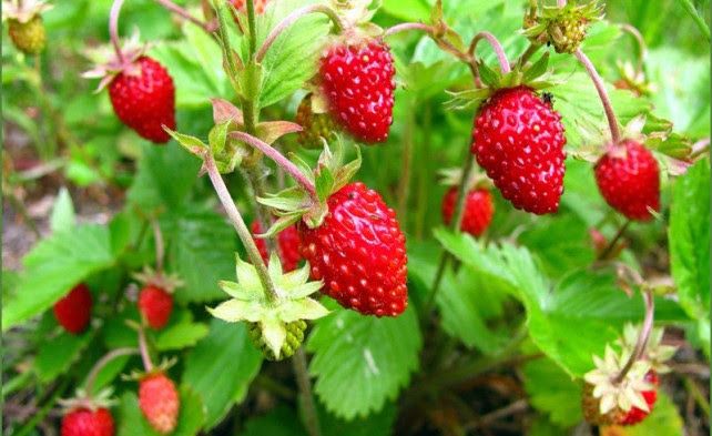 Рассада земляники Барон Солемахер