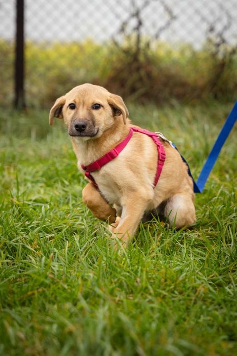 Szczeniak, suczka szuka domu