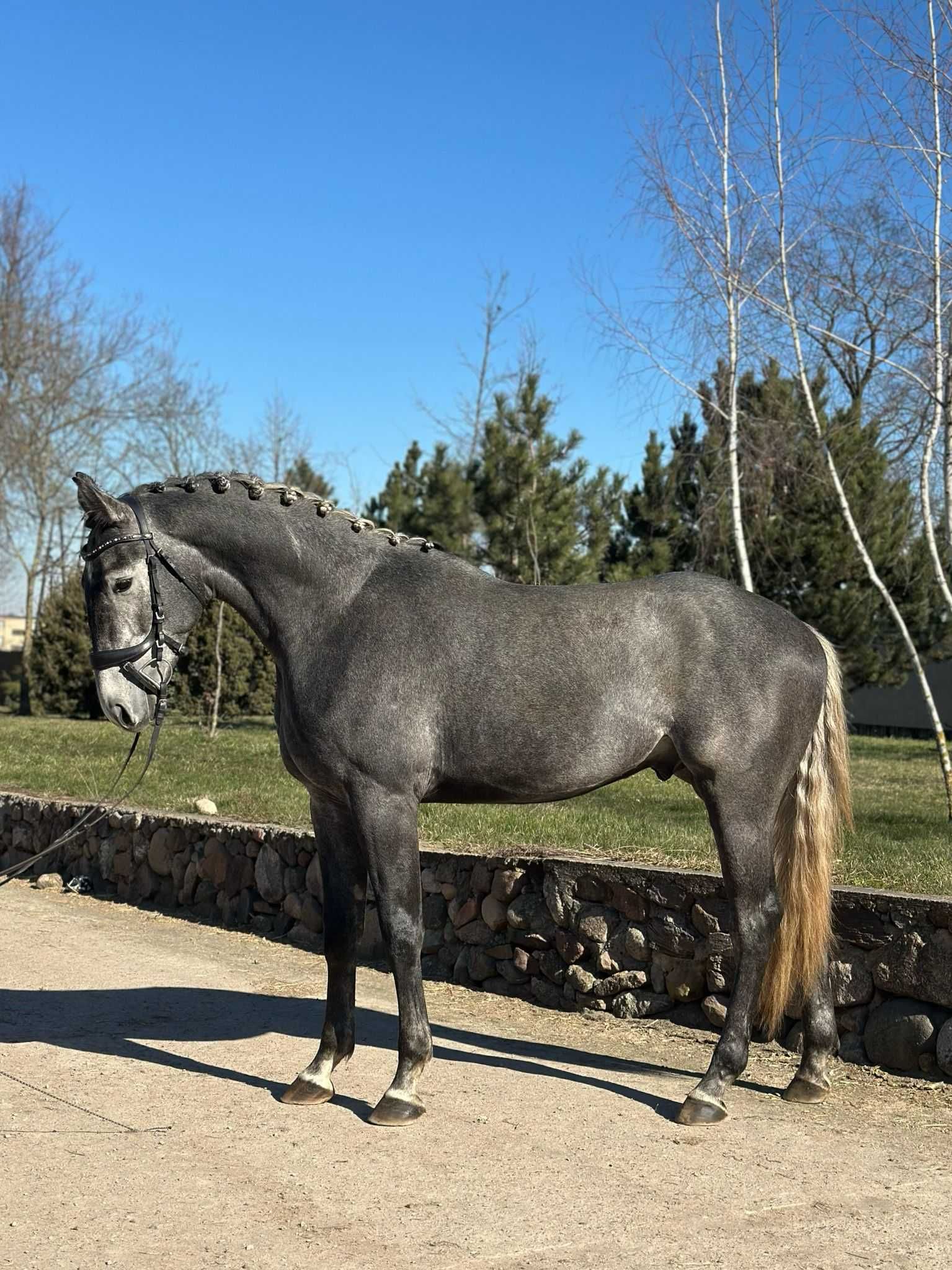 ogier, koń, 3-letni, zajeżdżony