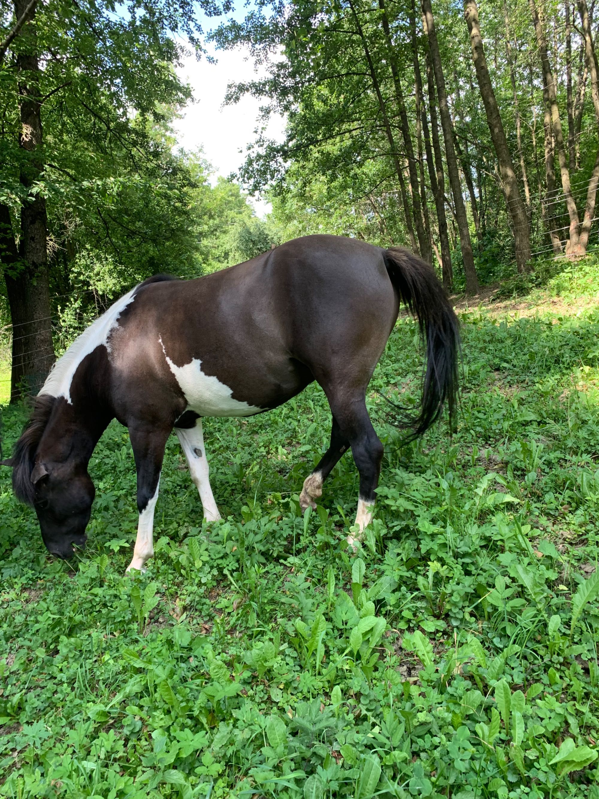 Klacz huculska 3 lata