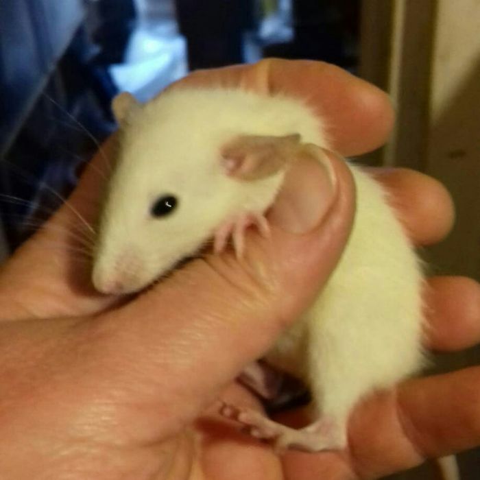 Декоративные крысы эксклюзивных окрасов