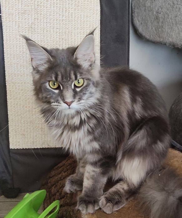 Pinja Royal Cats Lily Pl
