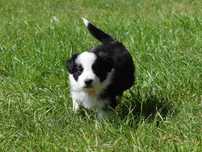 Border collie szczenię - suczka