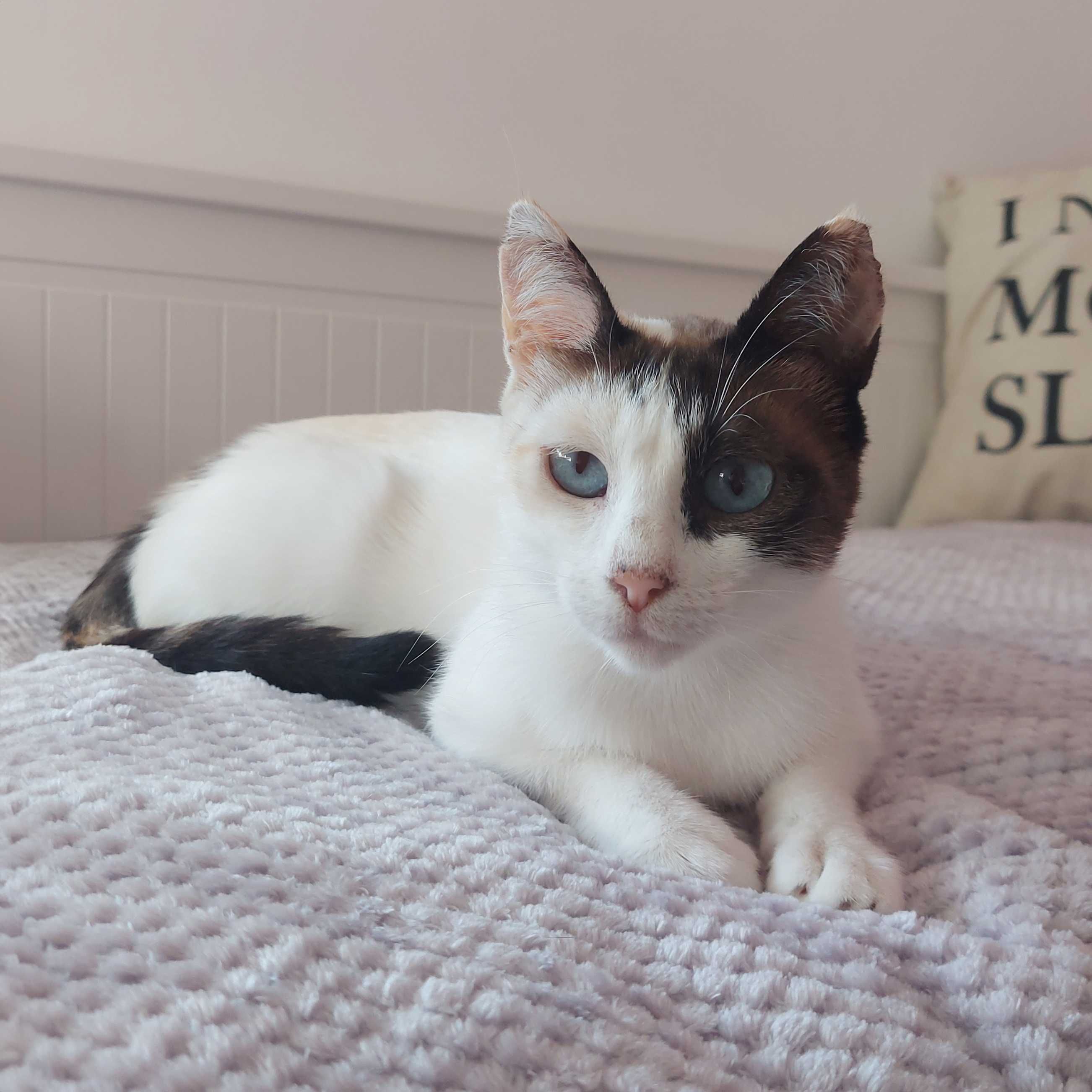 Setúbal / Margem Sul / Lisboa — DIDI, gatinha para adoção