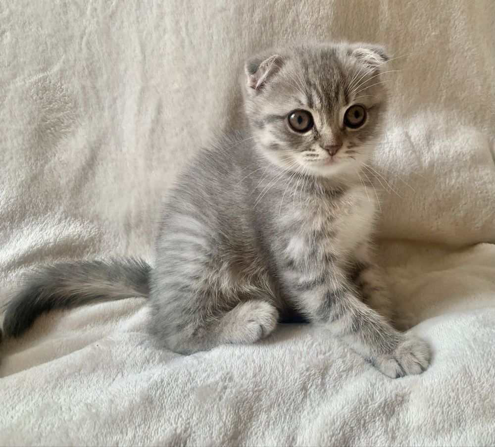 Срочно! шотландские вислоухие котята!