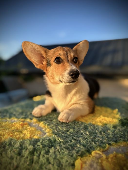 Welsh corgi pembroke suczka NA KOLANKA szczenię szczeniak sunia